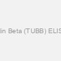 Tubulin Beta (TUBB) ELISA Kit